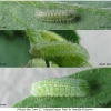pleb idas larva2 volg